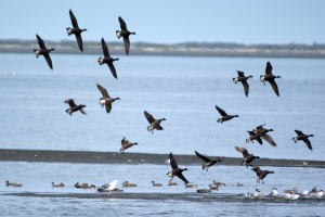 Brant Geese